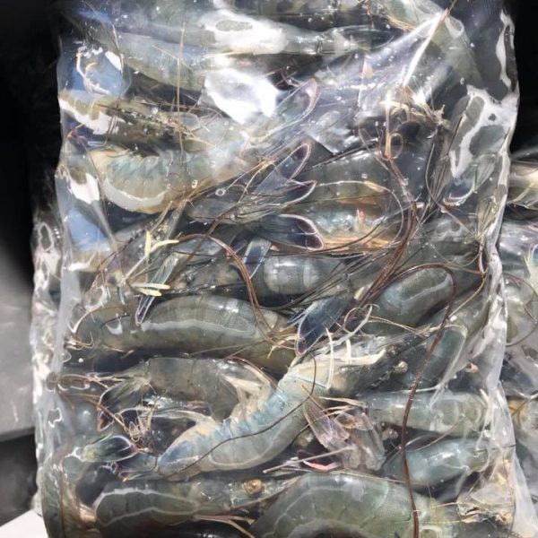Poche de crevettes Aigue Marine